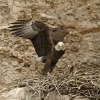 Arizona: Bald Eagle Breeding Restrictions
