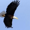 February is Bald Eagle Month in Utah