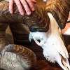 Pending New Worlds Record Bighorn Sheep Illustrates Conservation Success