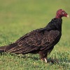 Public Invited to Vulture Venture Near Branson, MO