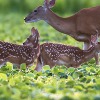 This Week on The Revolution with Jim and Trav: Cornerstones of Conservation 