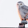 Indiana Snowy Owl Sightings Break Records