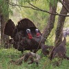 Wild Turkey Hunting Season is Featured on Bass Pro Shops Outdoor World Radio
