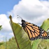 Iowa Sets Goal for Monarch Conservation