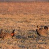 Iowa: 15th Annual Prairie Chicken Day is April 7