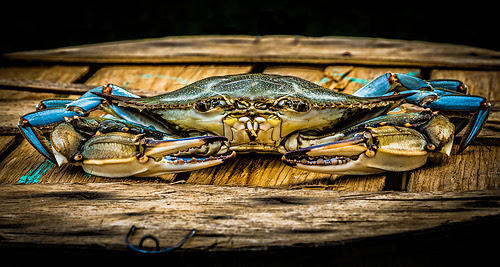 blue crab season texas