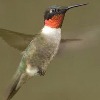 Missouri: Department of Conservation Encourages People to Help Returning Hummingbirds