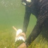 Investigating the Status of Seagrass in the Laguna Madre