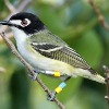 Black-Capped Vireo Delisted from Endangered Species Act