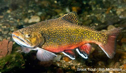 New Hampshire: Trout Ponds and Fly Fishing Ponds Open ...