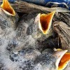 Baby birds are starting to leave their nests 