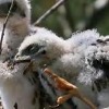 New Guide Helps Identify Age of Nestling Raptors