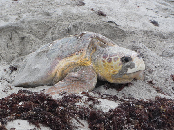 Florida: sea turtle nesting begins in May on many beaches | Outdoor Wire