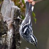Lawsuits Seek to Restore Protection for Migratory Birds