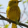 Michigan: join DNR for a bird hike on Belle Isle June 15