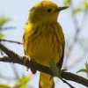 Michigan Operation Freedom Outdoors Bird Hike at Belle Isle Park 