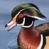 Birds of The Week: Wood Ducks