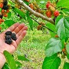 Mulberries from Chestnut Hill Outdoors