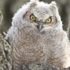 Birds of the Week: Great Horned Owls