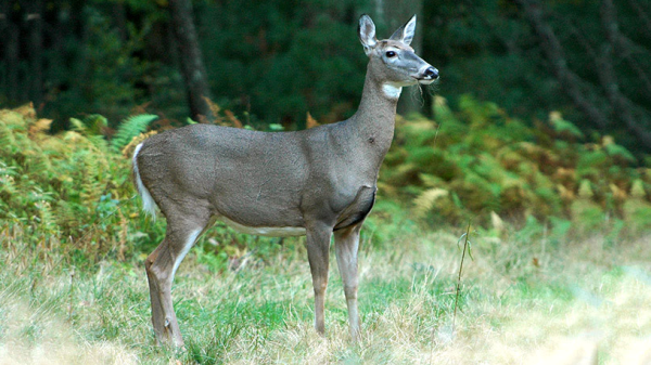 Massachusetts: Antlerless Deer Permit Application Deadline July 16th ...