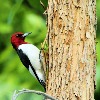 Summer Suet Can Attract a Variety of New Birds