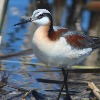 Birds of the Week:  Wilsons Phalaropes