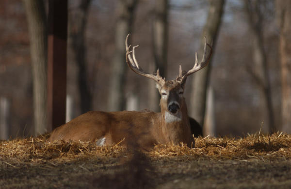 Whitetails Unlimited Supports AGLOW | Outdoor Wire