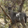 Arizona; Deer Turkey, Youth-Only Javelina Hunt Permit-Tags Available