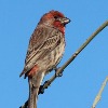 <p>Birds of the Week:&nbsp; House Finches</p>

<p>&nbsp;</p>
