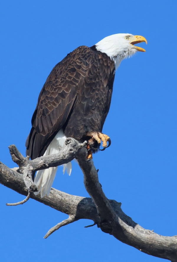 Spotting Scope Eyepieces – Straight or Angled? | Birding Wire