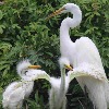 <p>Great Egrets</p>

<p>&nbsp;</p>
