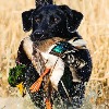 <p>Delta Waterfowl&rsquo;s Hunt Annual Focuses on Gear, Travel, Hunt Tips</p>

<p>&nbsp;</p>
