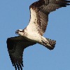 <p>Ospreys are Increasing as Contaminants are Reduced in Delaware Bay</p>

<p>&nbsp;</p>
