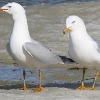 <p>Ring-billed Gulls</p>

<p>&nbsp;</p>
