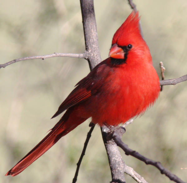 do blackbirds like safflower seeds