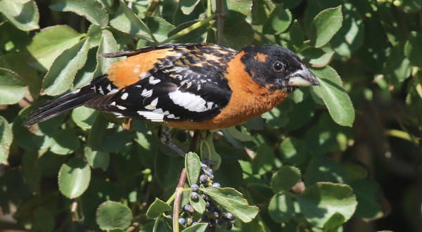 do black birds like safflower seeds