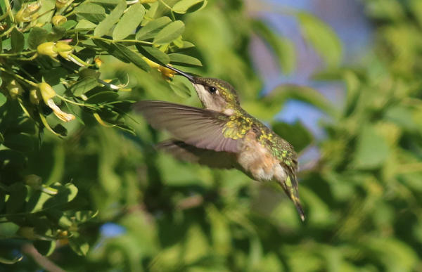 6,000th Ruby-throated Hummingbird Banded at Hilton Pond | Birding Wire