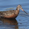 <p>The Western Hemisphere Shorebird Reserve Network Deserves Our Support</p>

<p>&nbsp;</p>
