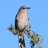 <p>Northern Mockingbirds</p>

<p>&nbsp;</p>
