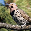 <p>Northern Flickers</p>

<p>&nbsp;</p>
