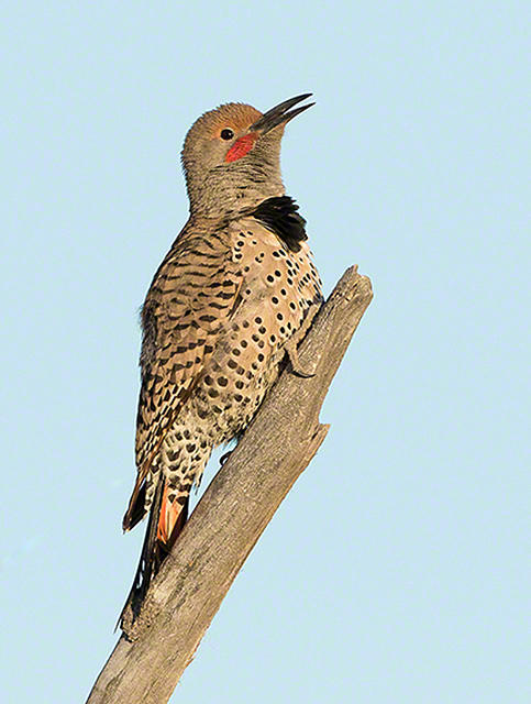 northern flicker call