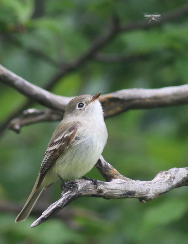 Try Using a Blind to Photograph Migrating Songbirds and Flycatchers ...