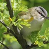 <p>Try Using a Blind to Photograph Migrating Songbirds and Flycatchers</p>
<br />
&nbsp;