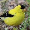 American Goldfinches