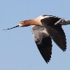<p>American Avocets</p>

