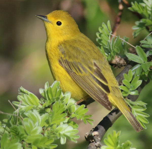 Architectural Awakening Could Save Millions of Birds | Birding Wire