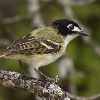 Black-capped Vireos are a Success for the Endangered Species Act