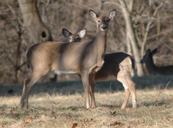 Maryland Early Muzzleloader Deer Hunting Season Set To Begin Outdoor Wire Maryland Early Muzzleloader Deer Hunting Season Set To Begin Outdoor Wire