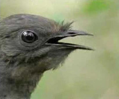 Male Superb Lyrebird Mimics Other Birds, a Car Alarm, Chainsaw and