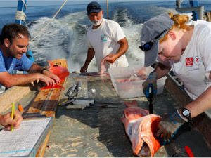 New Issues Facing Gulf Red Snapper - ASA